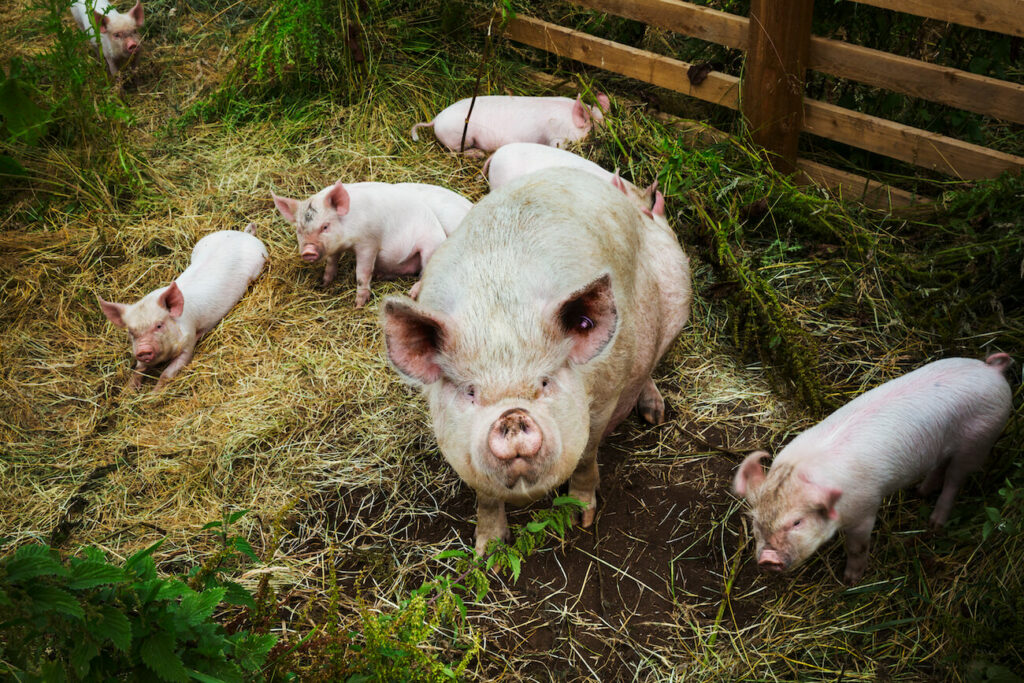 free range farming